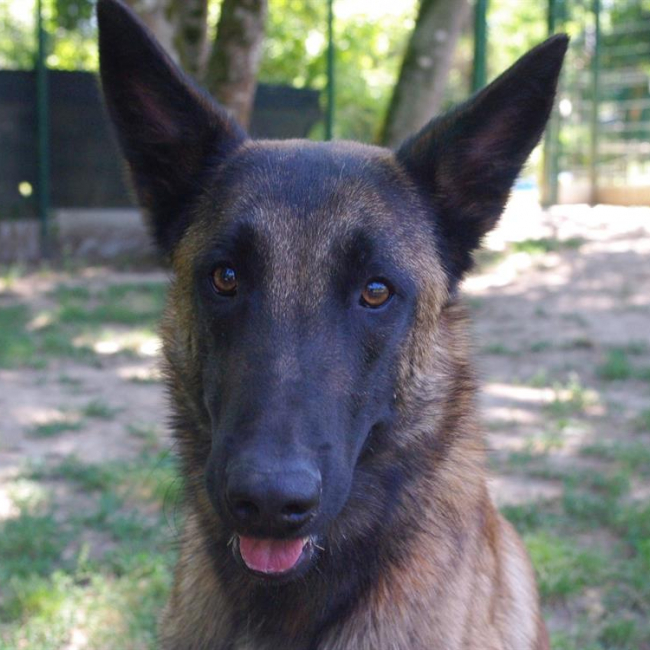 Loki