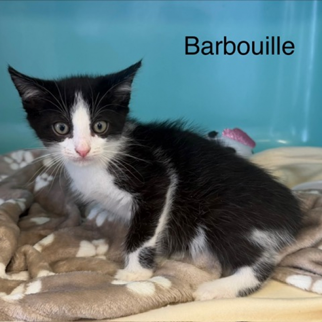 Barbouille