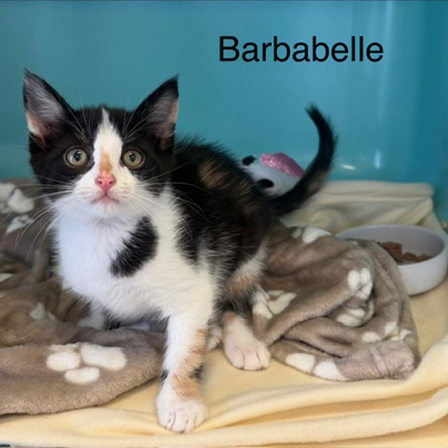 Barbabelle