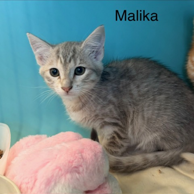 Malika