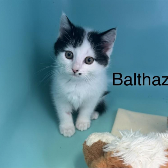 Photo de Baltazar