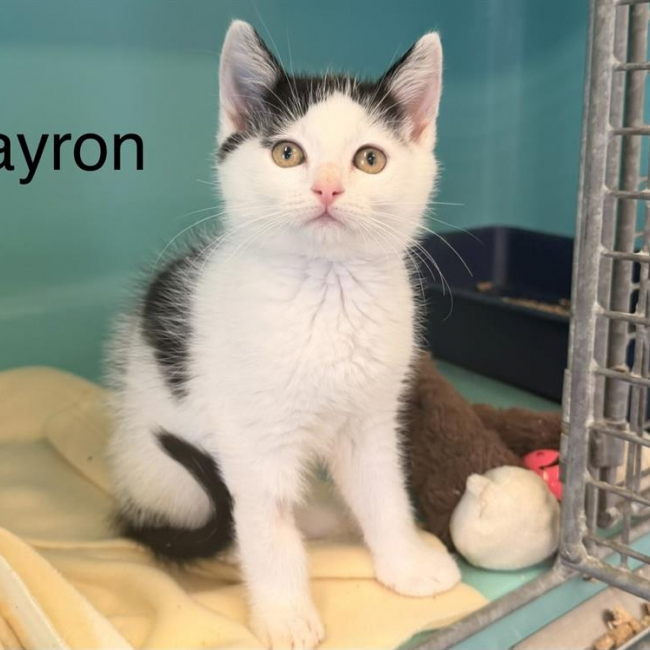 Bayron