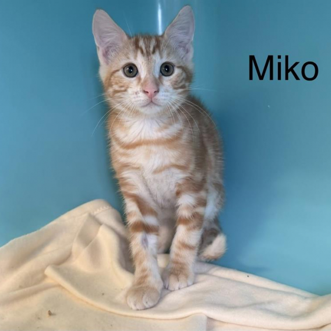 Miko