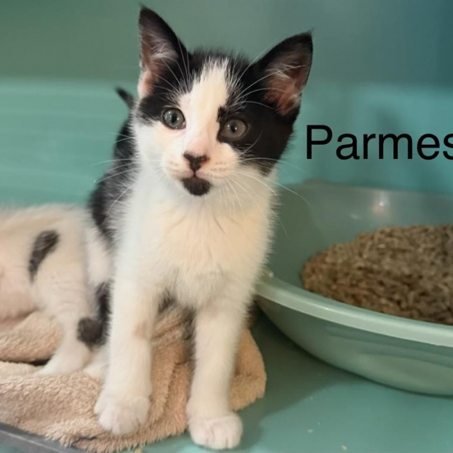 Parmesan