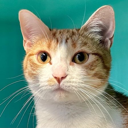Kiara - Chat Européen à adopter