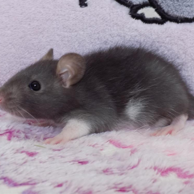Hippopède