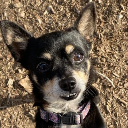 Harakiri - Chien Chihuahua à adopter