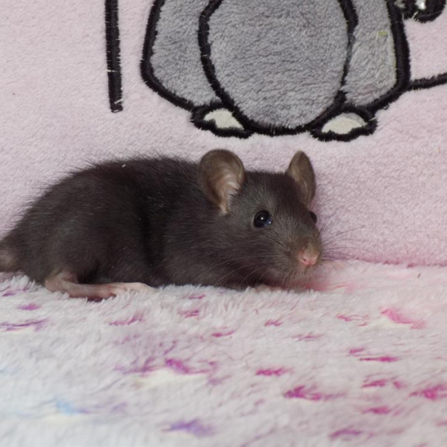 Isocélie