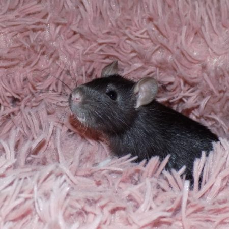 Sinusoïde - Rongeur Rat à adopter