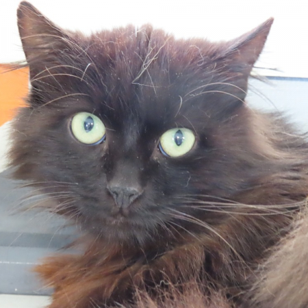 Photo de Cachemir