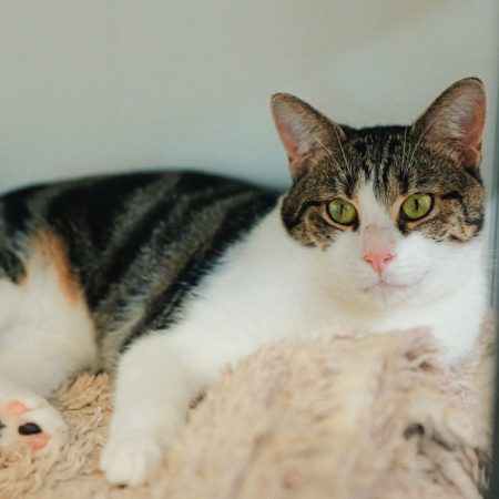 Edgar - Chat Européen à adopter