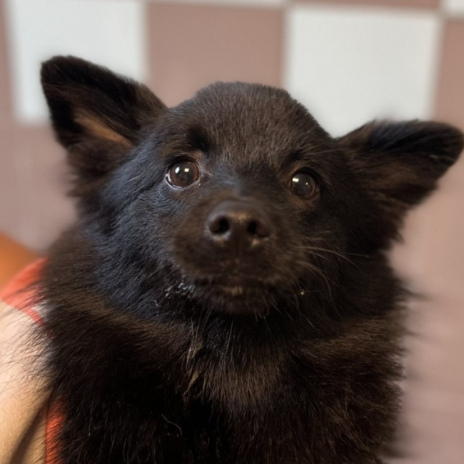Coco