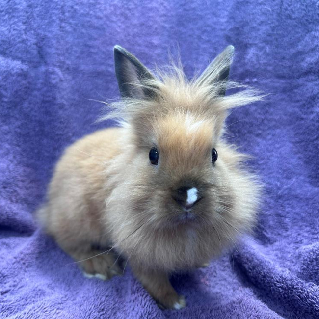Milo