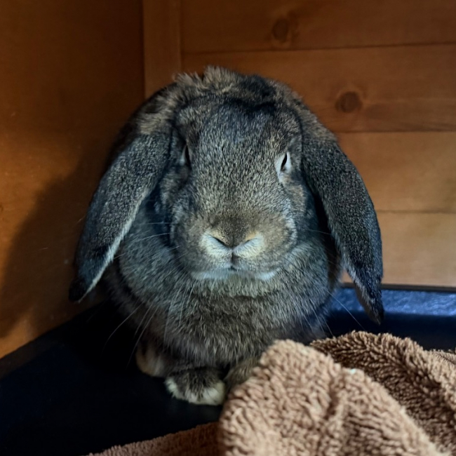 Pipoune