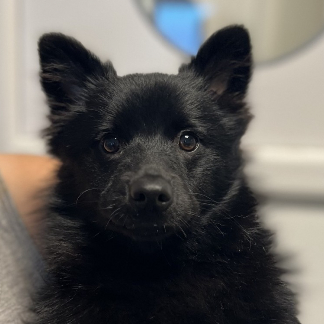 Photo de Roxy