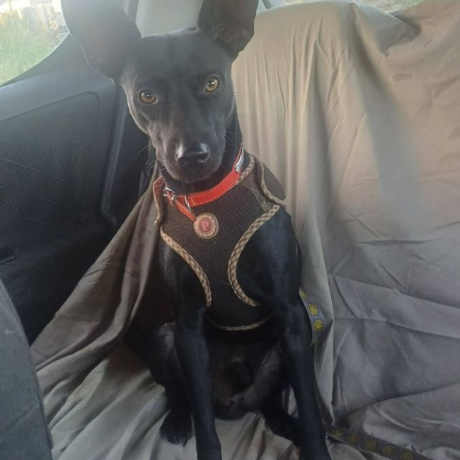 Photo de BATMAN