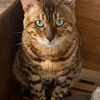 Moogli