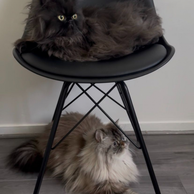 Photo de Tchalla et Yuumi 2 frères inséparables
