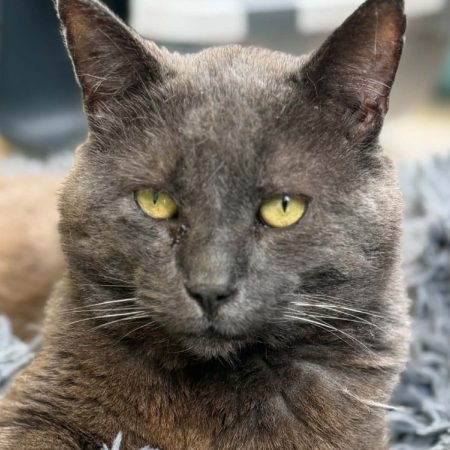 Jim - Chat Européen à adopter