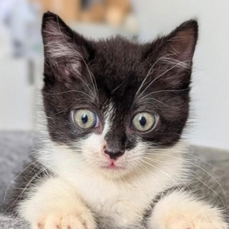 Photo de Petitchou