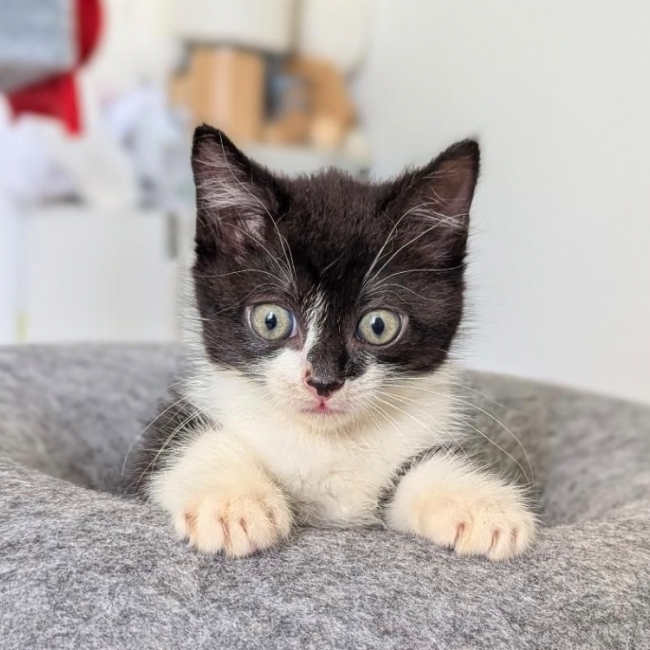 Photo de Petitchou