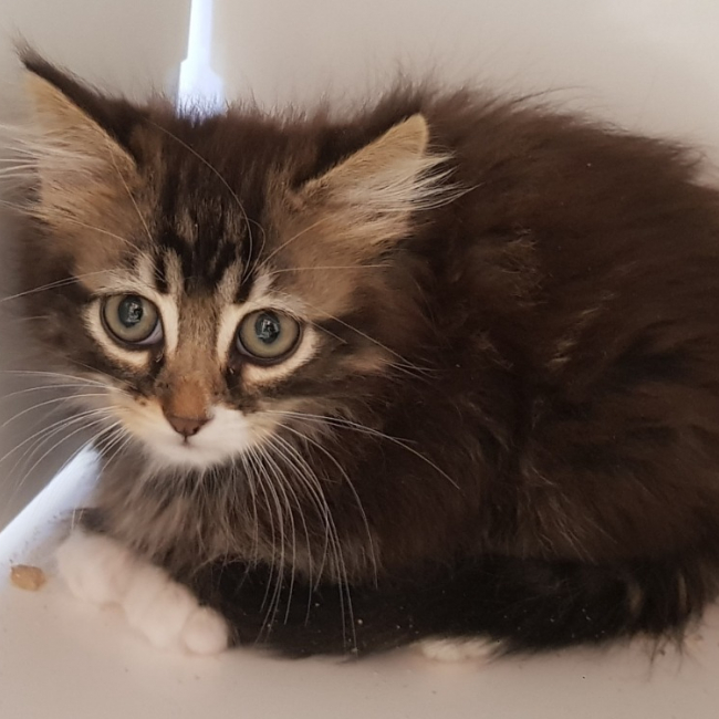 Nova