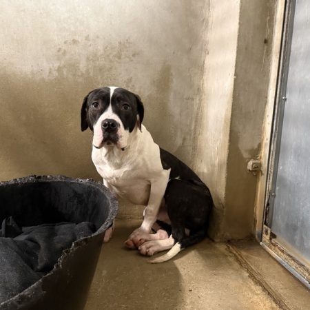 Billy - Chien Bouledogue Américain à adopter