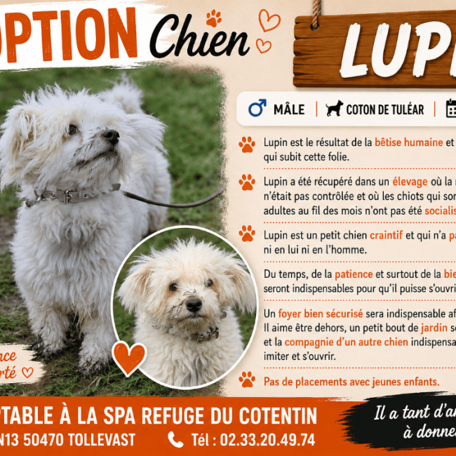 Photo de Lupin