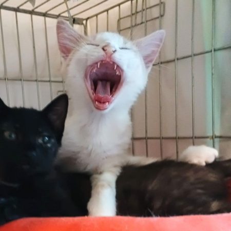 BLOOM - Chat à adopter