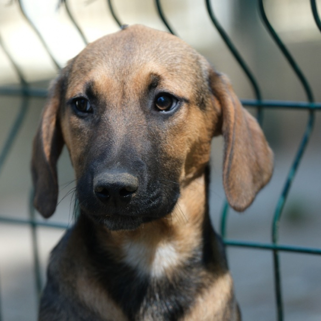 Photo de Togepi