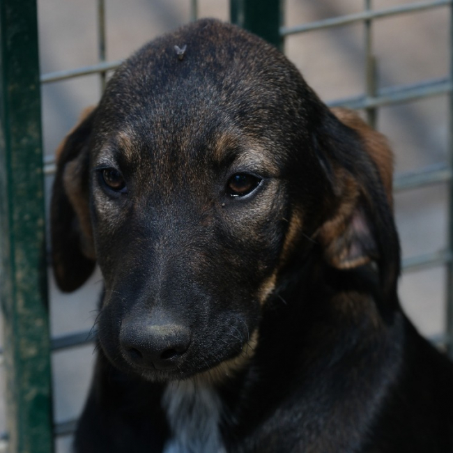 Photo de Arcanin