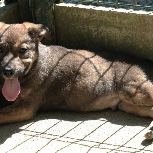 Photo de Milo