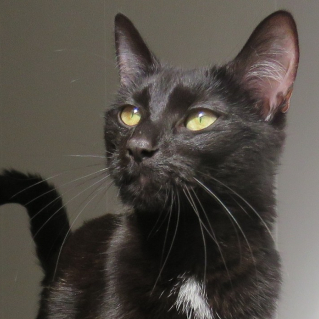 Photo de Twix