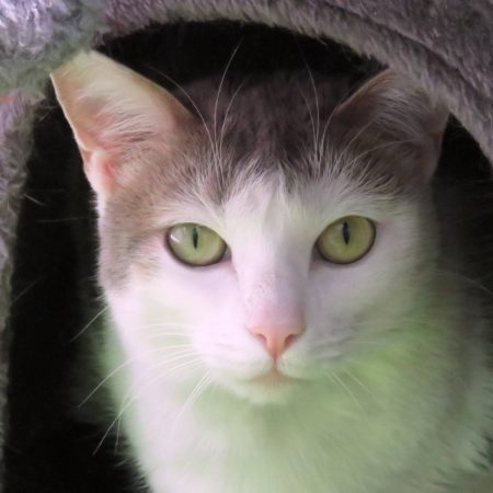 Tsuki - Chat Européen à adopter