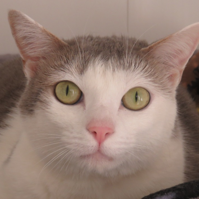 Photo de Tsuki