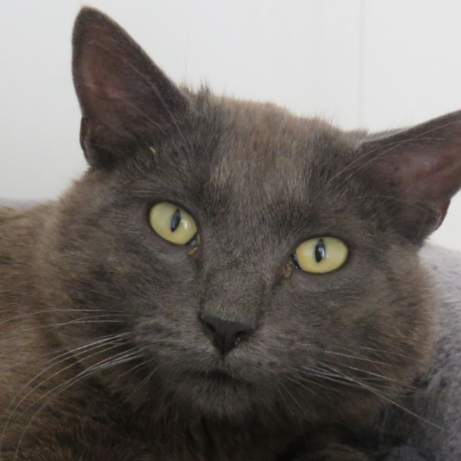 Photo de Sirius