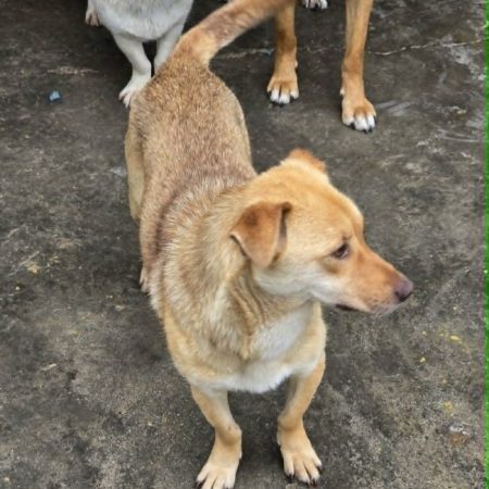 Rose - Chien à adopter