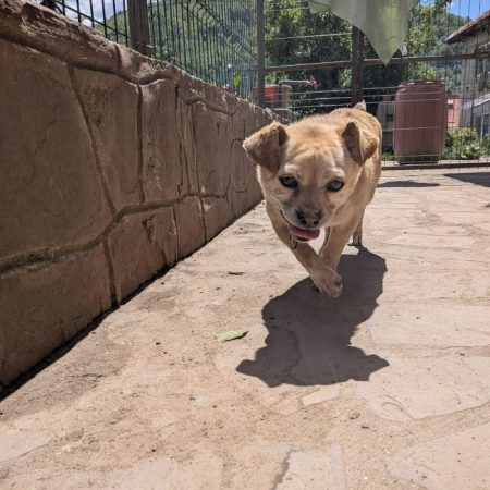 Nyxen - Chien à adopter