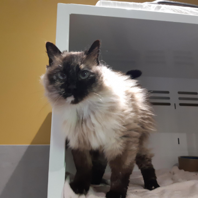 Minette