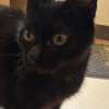 Kali