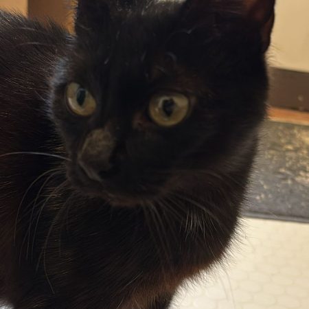 Kali - Chat à adopter