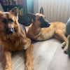 Maly et Cooper