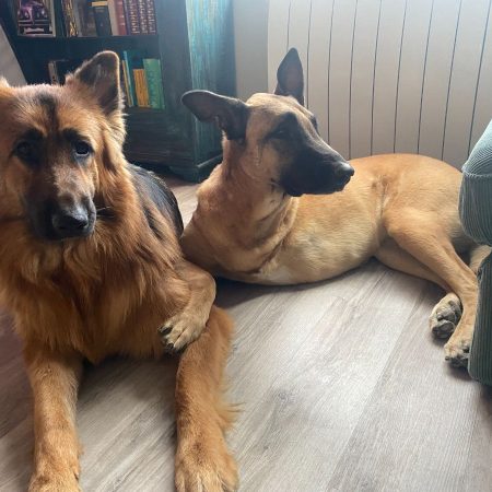 Maly et Cooper - Chien Berger Allemand x Berger Belge Malinois à adopter