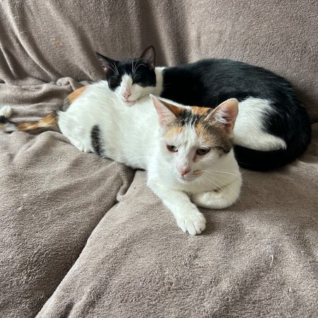 Summer & Spring - Chat à adopter