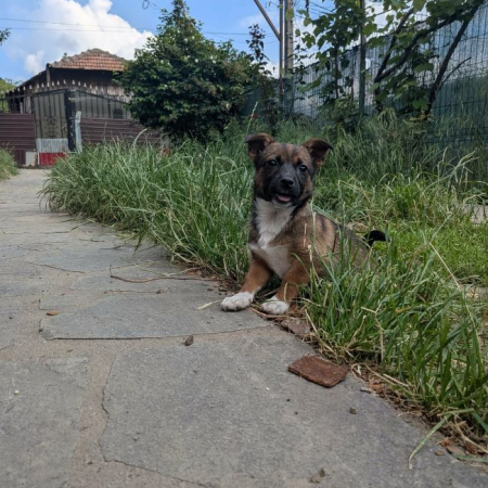 Photo de Pomita