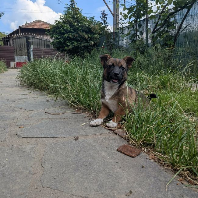 Photo de Pomita