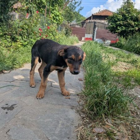 Aubergino - Chien à adopter
