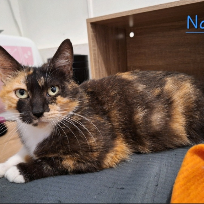 Photo de Nami