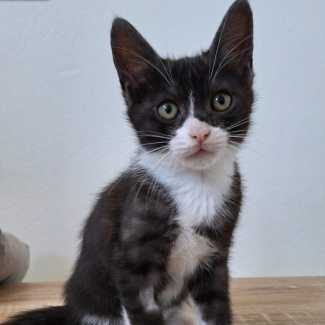 Photo de Zorro