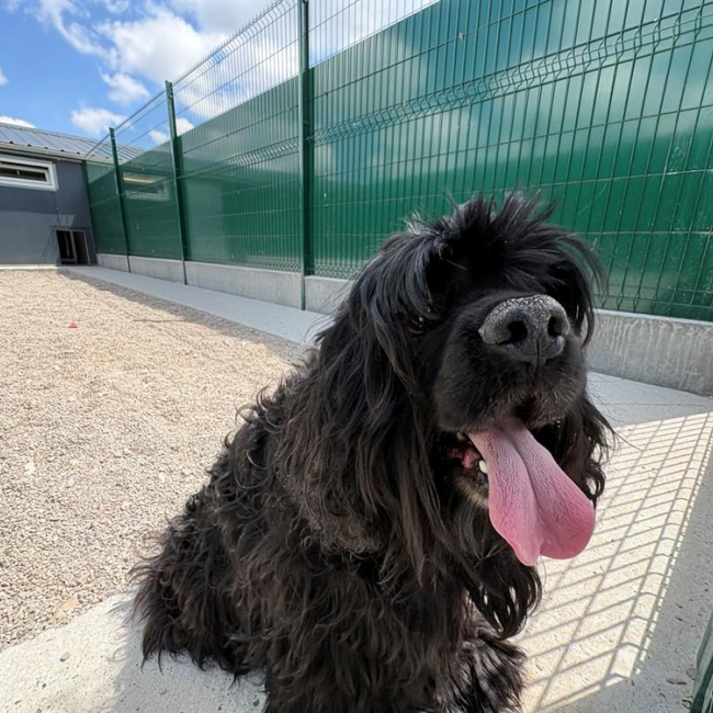 Photo de Lucky